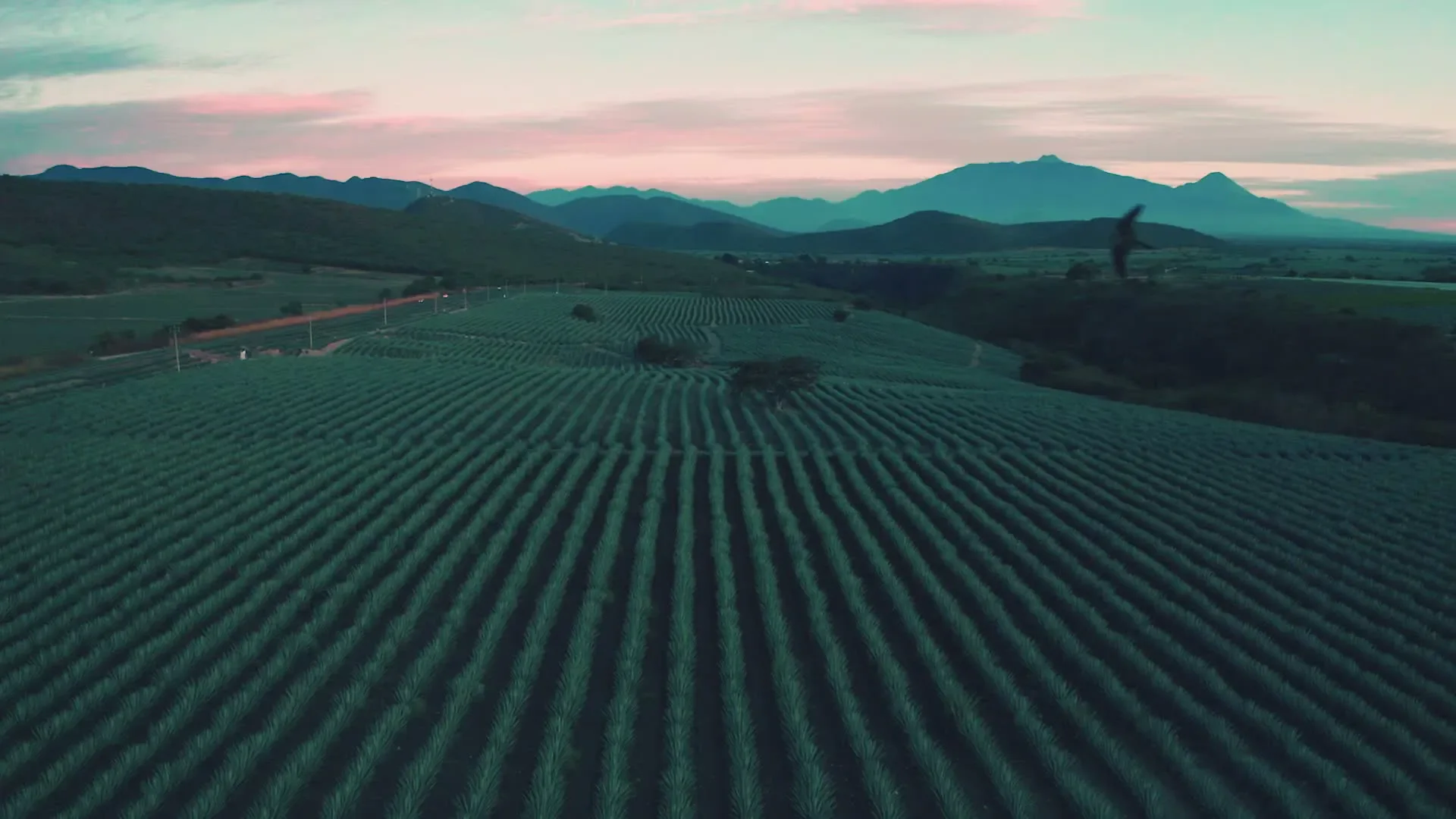 Videos publicitarios